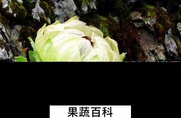 果蔬百科雪莲花怎么吃