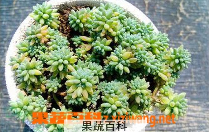 果蔬百科薄雪万年草的养殖方法