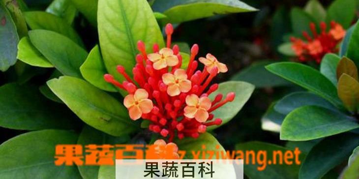果蔬百科龙船花的养殖方法