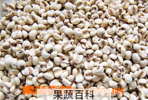 果蔬百科怎么挑选好的薏米