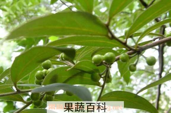山胡椒籽的功效与作用