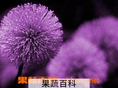 果蔬百科紫色蒲公英种植方法