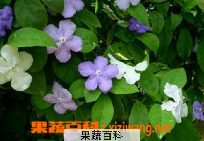 果蔬百科双色茉莉的养殖方法