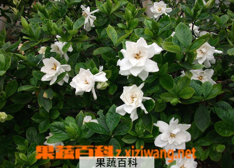 果蔬百科栀子花的养殖方法和注意事项