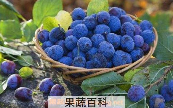蓝莓花青素的功效与作用