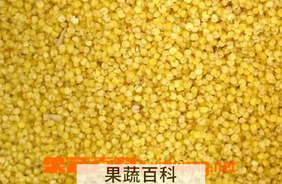 果蔬百科秫米