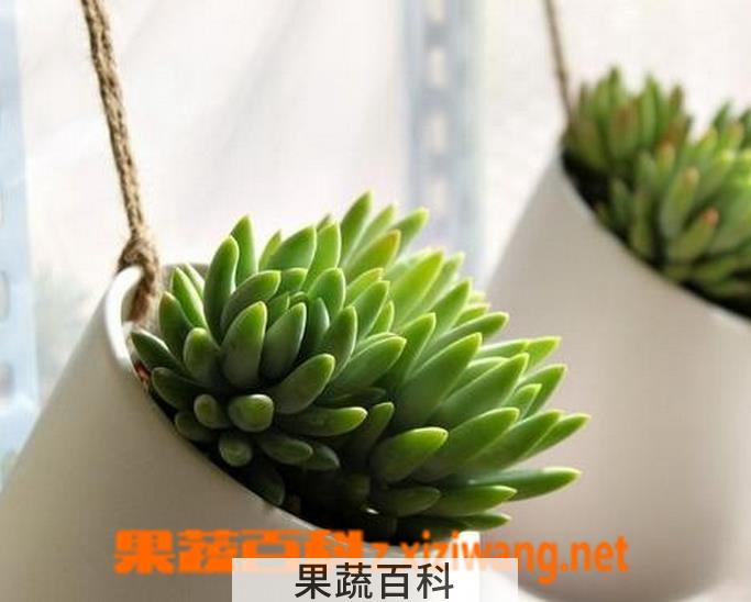 果蔬百科千佛手多肉怎么养
