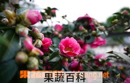 果蔬百科茶花的养殖方法
