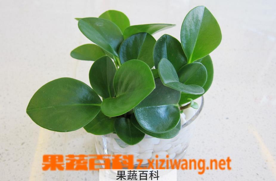 果蔬百科如何养好碧玉兰 碧玉兰的养殖方法技巧