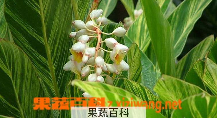果蔬百科花叶艳山姜的养殖方法