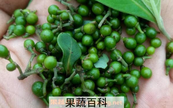 山胡椒怎么腌制好吃 山胡椒的腌制方法