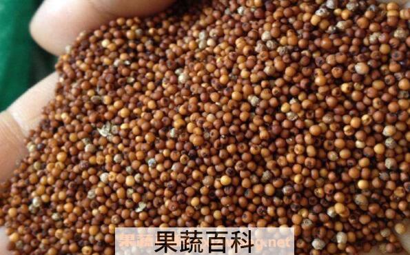 穇子的功效与作用 穇子的副作用