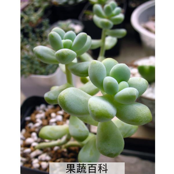 果蔬百科多肉植物天使之泪养殖方法
