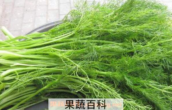 新鲜小茴香的功效与作用 小茴香副作用