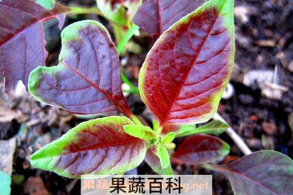 红汗菜
