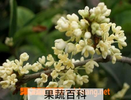 果蔬百科四季桂的养殖方法