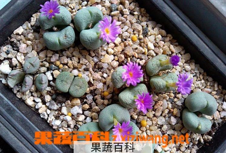 果蔬百科肉锥花蜕皮如何断水