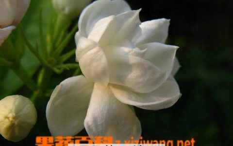 铁茉莉如何养殖 铁茉莉的养殖方法和技术 铁茉莉如何养殖 铁茉莉的养殖方法视频