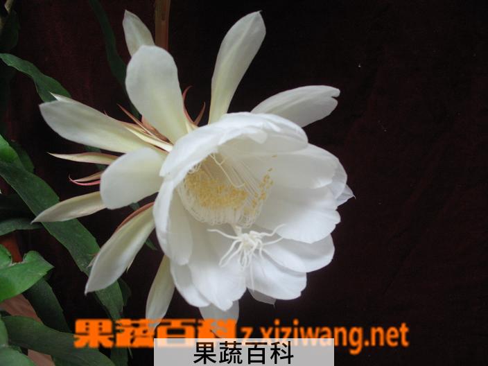 果蔬百科昙花盆栽养植方法