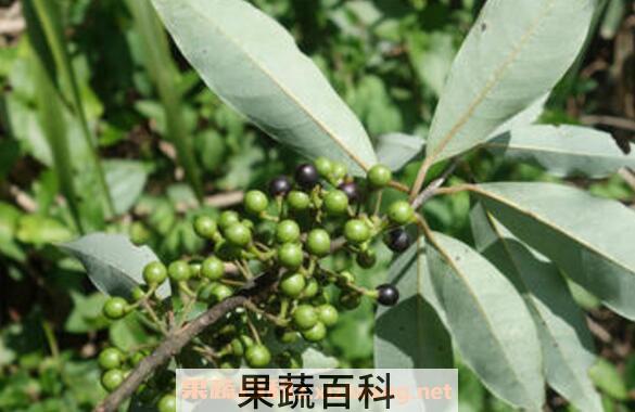 山胡椒的药用价值 山胡椒的副作用