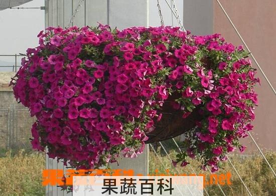 果蔬百科矮牵牛花的养殖方法