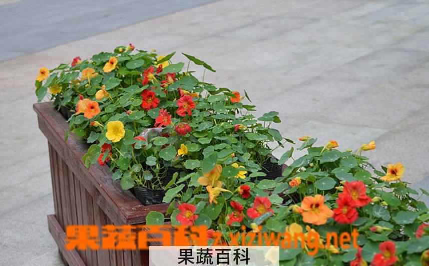果蔬百科旱金莲叶子黄了怎么办