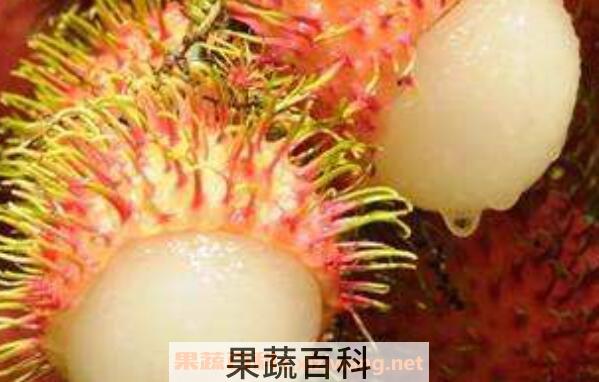 红毛丹怎么吃