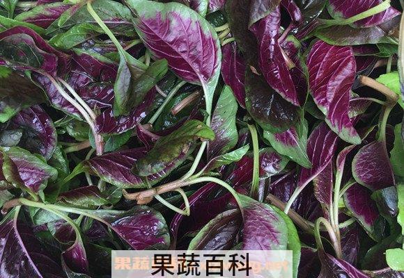 汉菜