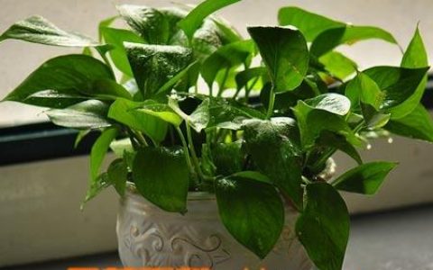 绿萝的养殖方法和注意事项 盆栽 绿萝的养殖方法和注意事项浇水