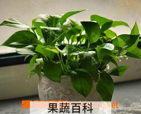 果蔬百科绿萝的养殖方法和注意事项