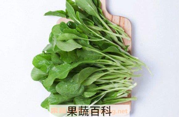 鸡毛菜