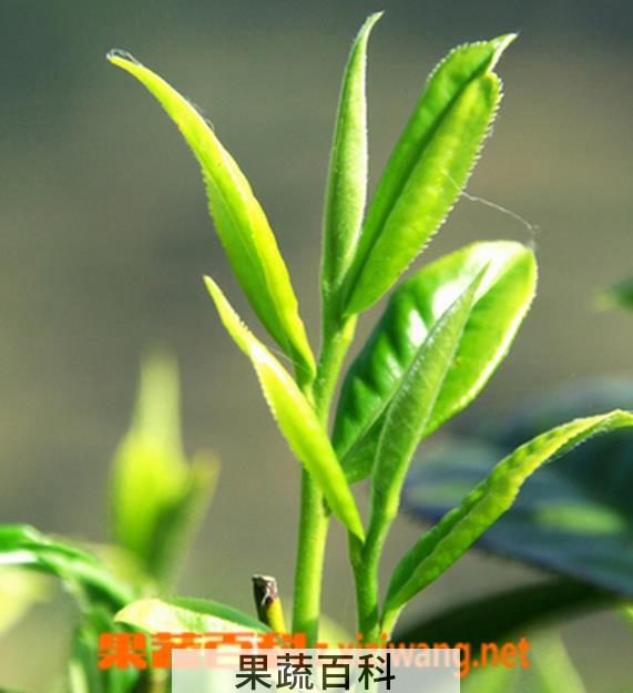 果蔬百科茶树精油的功效与作用