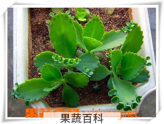 果蔬百科落地生根花有毒吗 落地生根花的繁殖方法