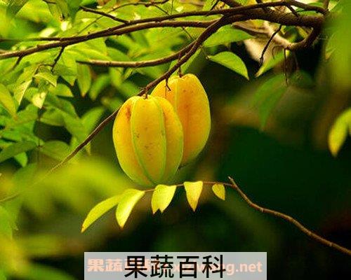 杨桃干