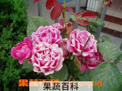 果蔬百科盆栽月季花的养殖方法