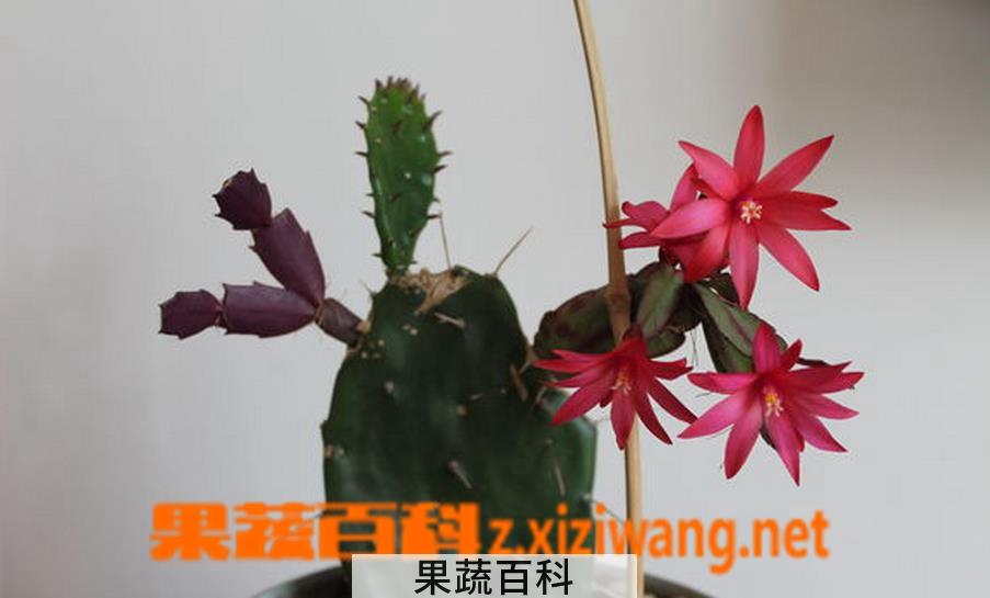 果蔬百科令箭荷花嫁接方法