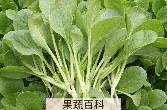 鸡毛菜