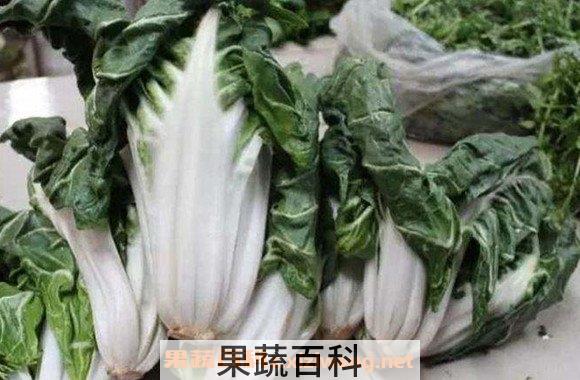 厚皮菜