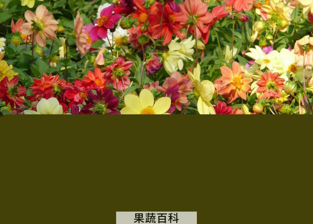果蔬百科大丽花种球水培操作图解