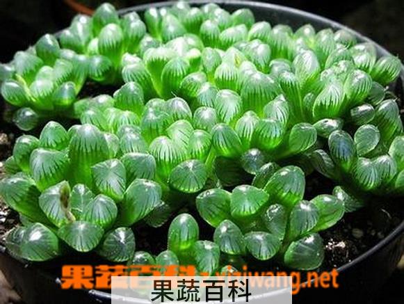 果蔬百科姬玉露的种植与养护