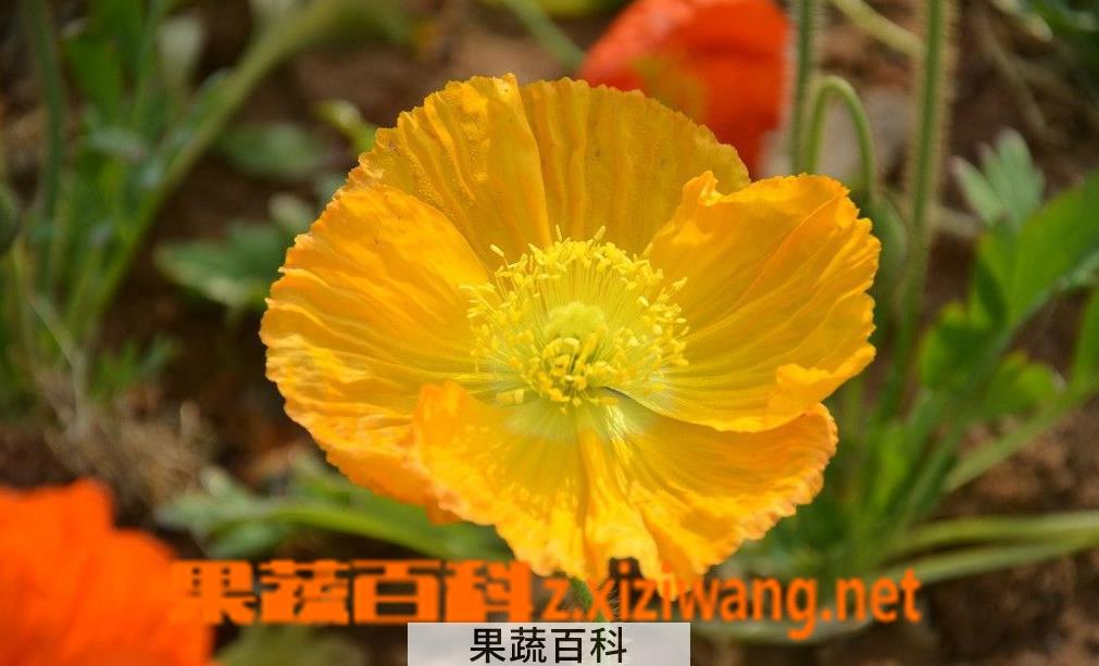 果蔬百科冰岛虞美人的繁殖方法