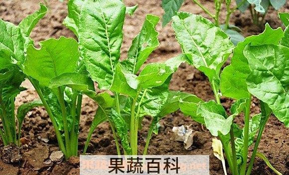 根达菜