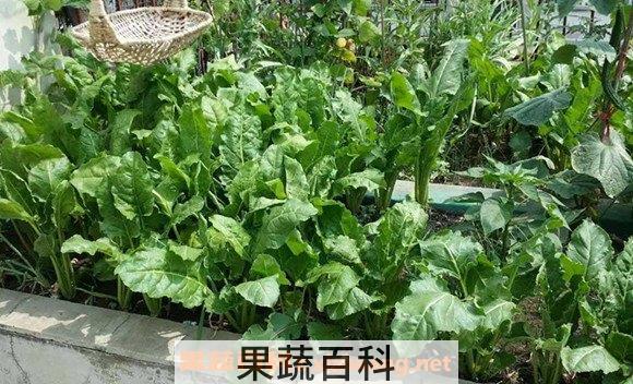 根达菜