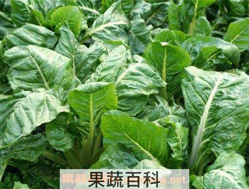 根达菜