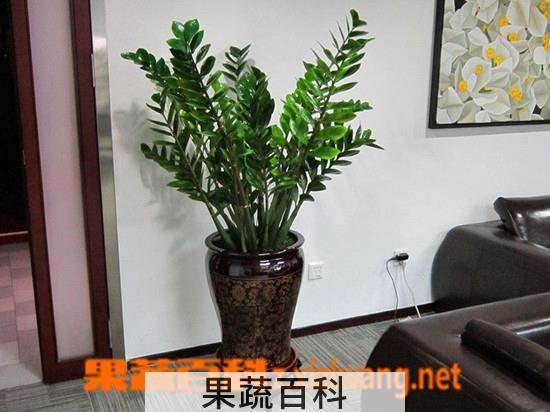 果蔬百科金钱树的养殖方法和注意事项