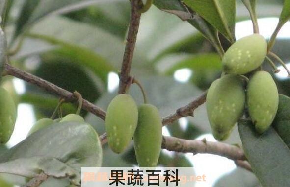 桂花果的功效与作用 吃桂花果的好处