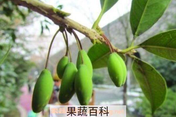 桂花果的功效与作用 吃桂花果的好处