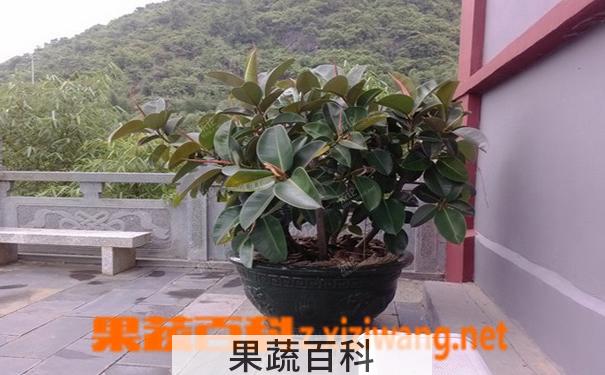 果蔬百科橡皮树的养殖方法
