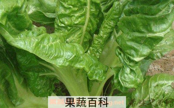 厚皮菜