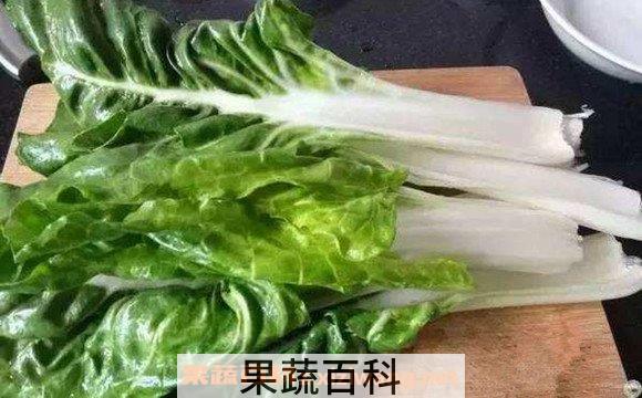 厚皮菜
